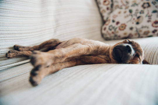 little puppy slept peacefully at home