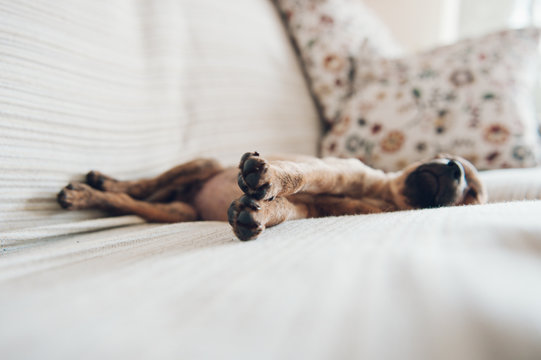 little puppy slept peacefully at home