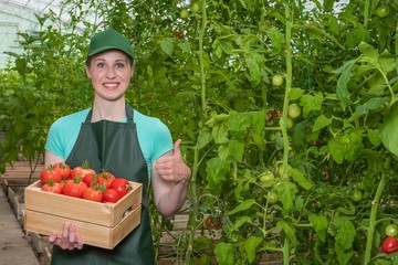  The girl is working in the greenhouse. Portrait of a worker with a crate of fresh tomatoes.
