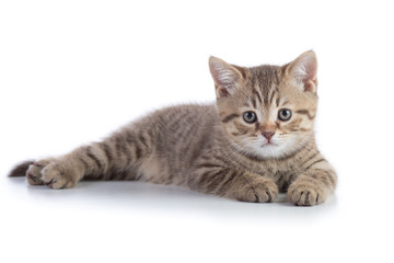 Small cat kitten lying over a white background