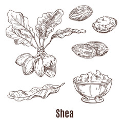 Sketches of shea nuts and butter in bowl or cup