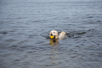 Image of swimming dog breed golden retriever with the yellow ball at the sea