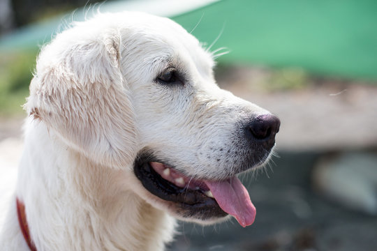 Close-up Image of A funny and wet golden retriever girl on the beach waiting for command from her owner. Profile portrait of lovely white dog at the seaside in summer