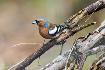 portrait of spring bird Finch