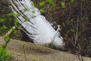 White Peacock Birds