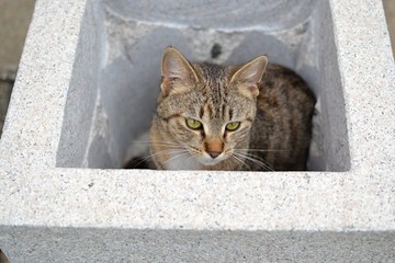 tabby kitten hiden in flower pot