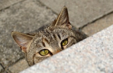 Tabby cat hiden behind flower pot 