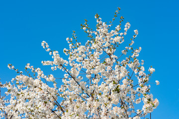 Blooming spring fruit tree