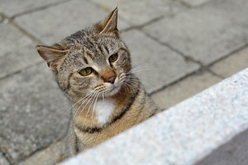 cute tabby kitten hiding and peeking behind flower pot