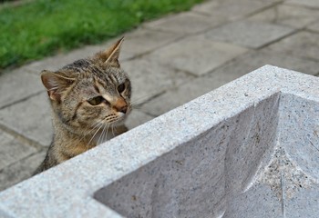 tabby kiten hiden behind flower pot and watching something interesting