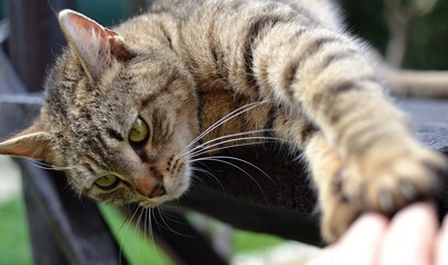 tabby kitten laying on the bench