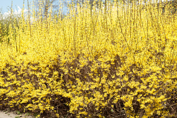 A bright yellow flowering bush. Photo taken in the spring