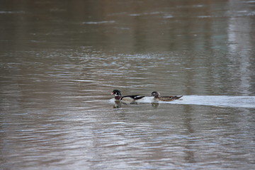 The Beauty Of A Wood Duck 1