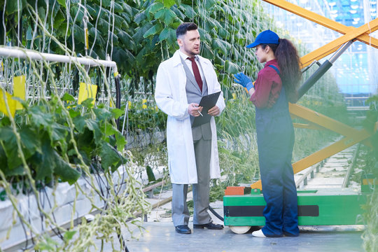 Full length portrait of handsome agriculture scientist talking to female worker standing in greenhouse on vegetable farm