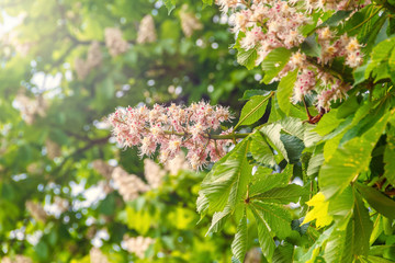 Flowering horse chestnut on a bright sunny spring day