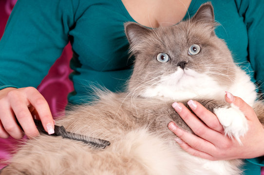 Kater wird gek&auml;mmt