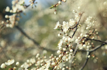 Blossoming spring buds. Tree branches with blossom in spring.  Hawthorn tree flowers blooming in sunny day.