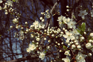 Blossoming spring buds. Tree branches with blossom in spring.  Hawthorn tree flowers blooming in sunny day.