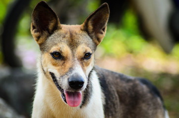 Dogie near Batang Ai Jetty