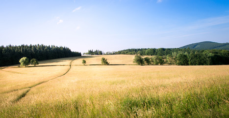 Yellow landscape