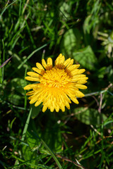 Yellow common dandelion blossom