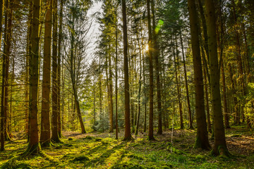 Fototapeta na wymiar Wald im Frühling