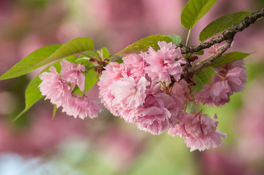 closeup of pink cherry blossom flowers at spring in a japanese garden