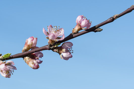 Pink peach blossoms with blue sky in the background.