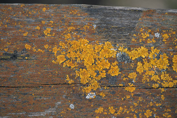 Patterns of multi-colored lichen on wooden surfaces