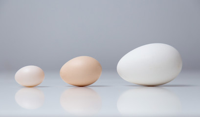 Eggs of different size and colour, from different birds.