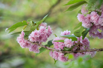 closeup of pink cherry blossom flowers at spring in a japanese garden