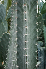 cactus close up. cactus background. cactus wallpaper