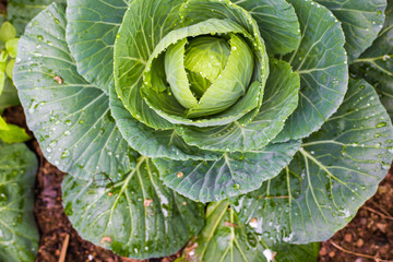 Green cabbage fresh leaf vegetable