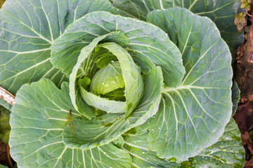 Fototapeta premium Nature freshness green cabbage