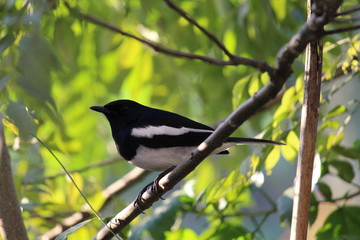 Obraz premium Beautiful Bird!