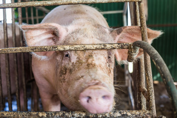 Pig in traditional swine farm