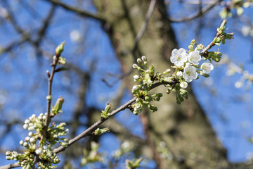 White buds of bloom on cherry branch.