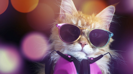 beautiful cat with sunglasses