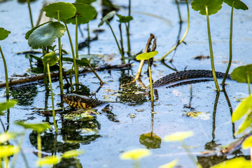 Water Snake