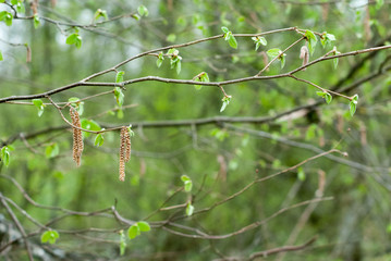 Hazel catkins in the spring on a branch with leaves on blurred background.