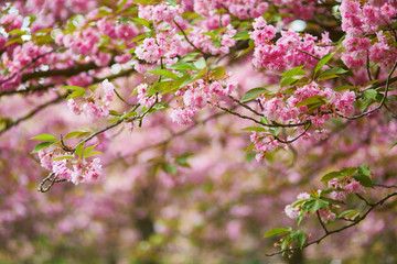Cherry blossom flowers on a spring day