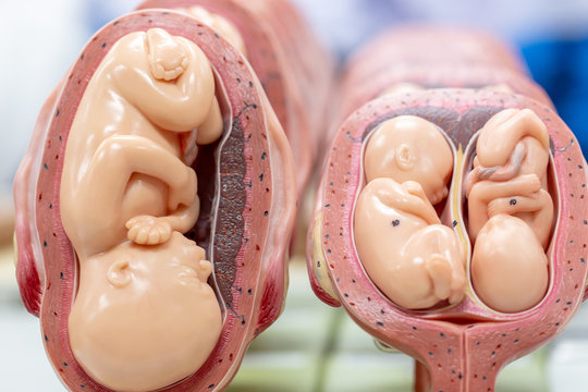 Embryo model, fetus for classroom education.