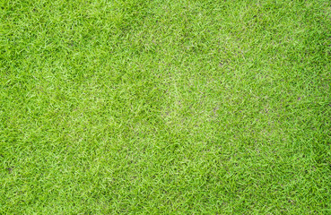 Fototapeta na wymiar Green grass texture background for spring or summer and World Earth Day concept.