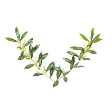 Olive tree branches isolated white background Green leaves