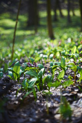 Spring flowers in the evening March forest