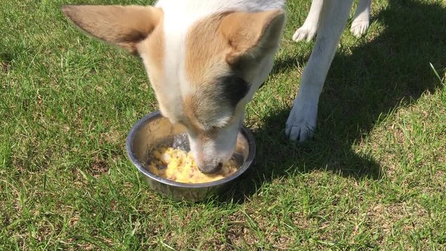 Cross-breed of hunting and northern white dog guzzling corn mush with pieces of meat