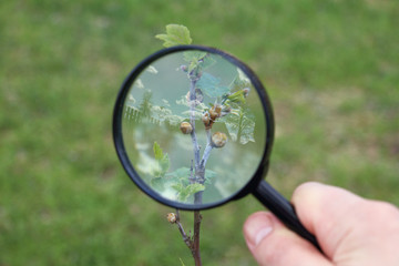 careful inspection of spring plants/ buds of currant bush infested with mites in the Magnifying...
