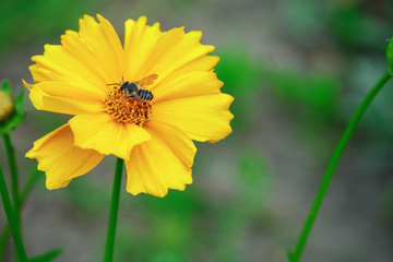 Striped insect on a yellow flower. Green background