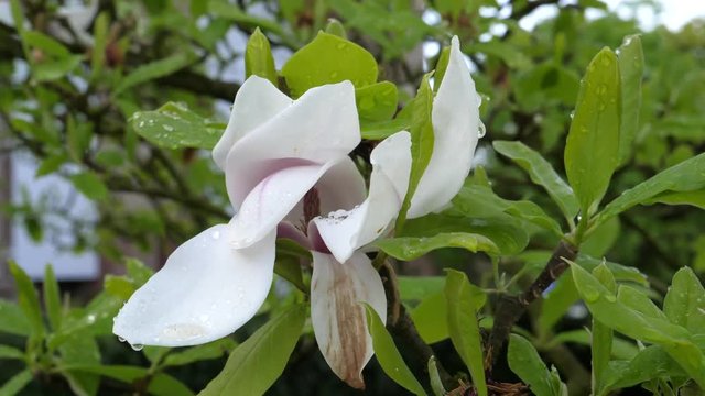 beautiful Magnolia stellata flower covered with dew known as Star magnolia in spring park early in the morning