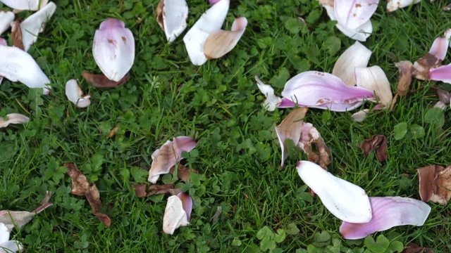 Pan over multiple Magnolia stellata known as Star magnolia petal on the grass lawn covered with dew water drops in spring park early in the morning